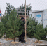 59d003812900592f3e4369dfe5ee4f79.jpg - Город Сердобск